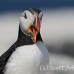 puffin_atlantic_msi_h_0856_can1885.jpg